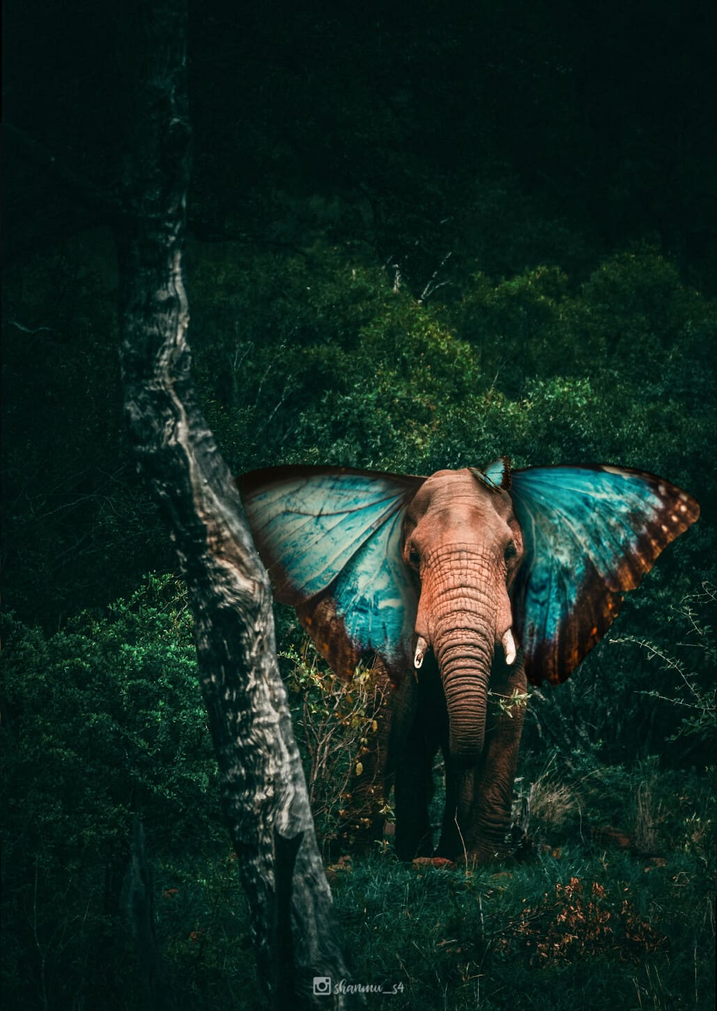 Butterfly Ears Elephant